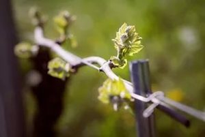 Metodo Grimaldi per le vigne: particolare