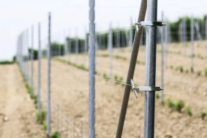 Metodo Grimaldi per le vigne: particolare del palo