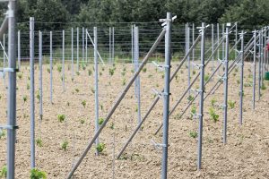 Metodo Grimaldi per le vigne